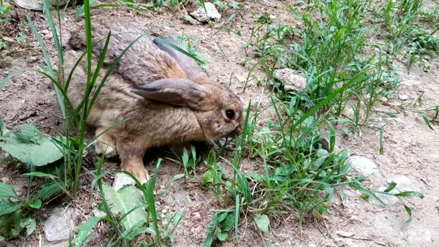 Brave Wild Rabbit