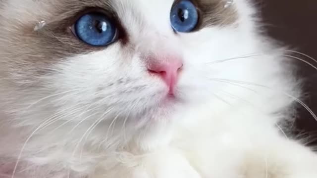 The cat with the crown