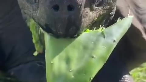 Arizona eating cactus with laser focus