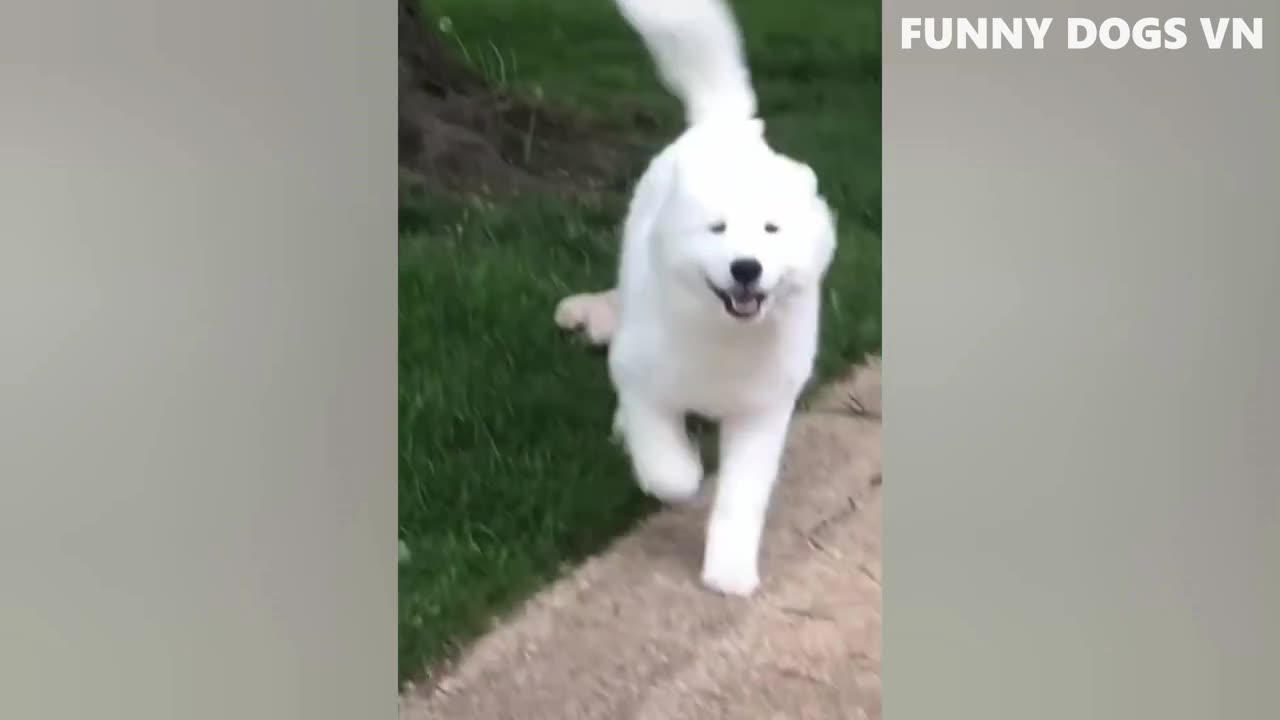 Funny clips of animals