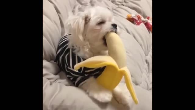 funny animals video