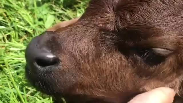 Lazy Tuesday morning hanging with Woody 🥰