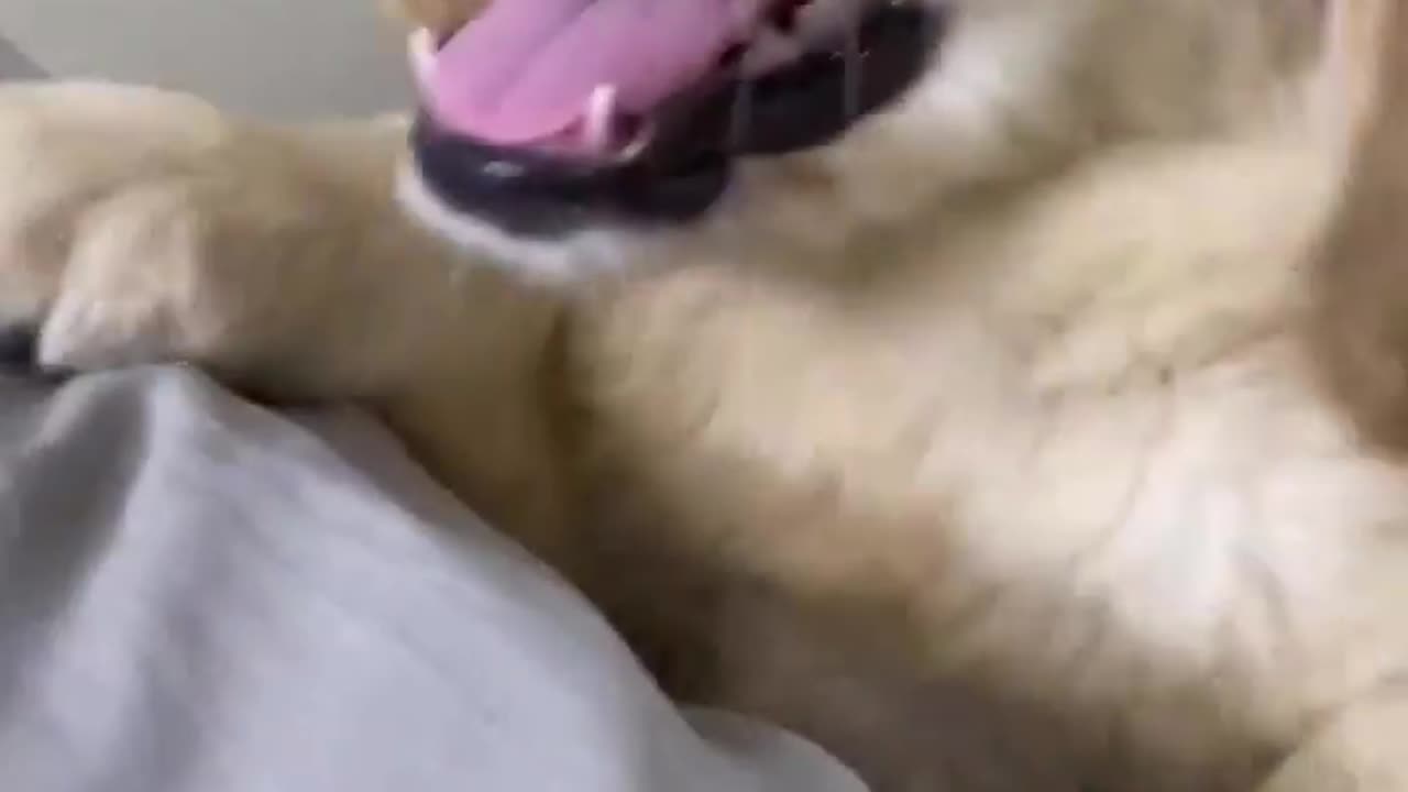 Cute puppy ❤️❤️❤️❤️