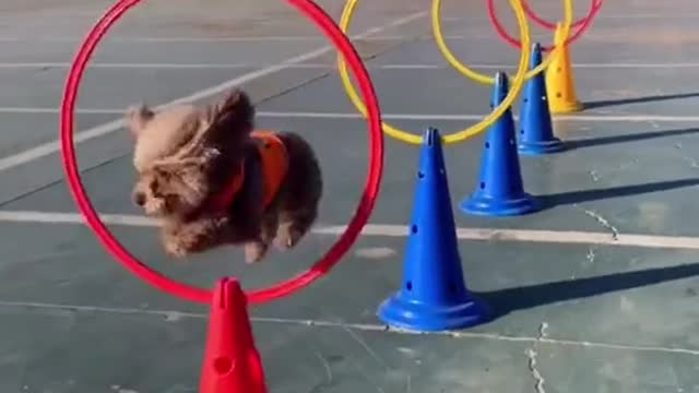 This little dog jumped through eight hoops in just seven seconds