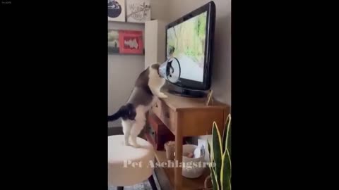 CLASSIC Dog and Cat Videos 1 HOURS of FUNNY Clips Cute baby animals videos