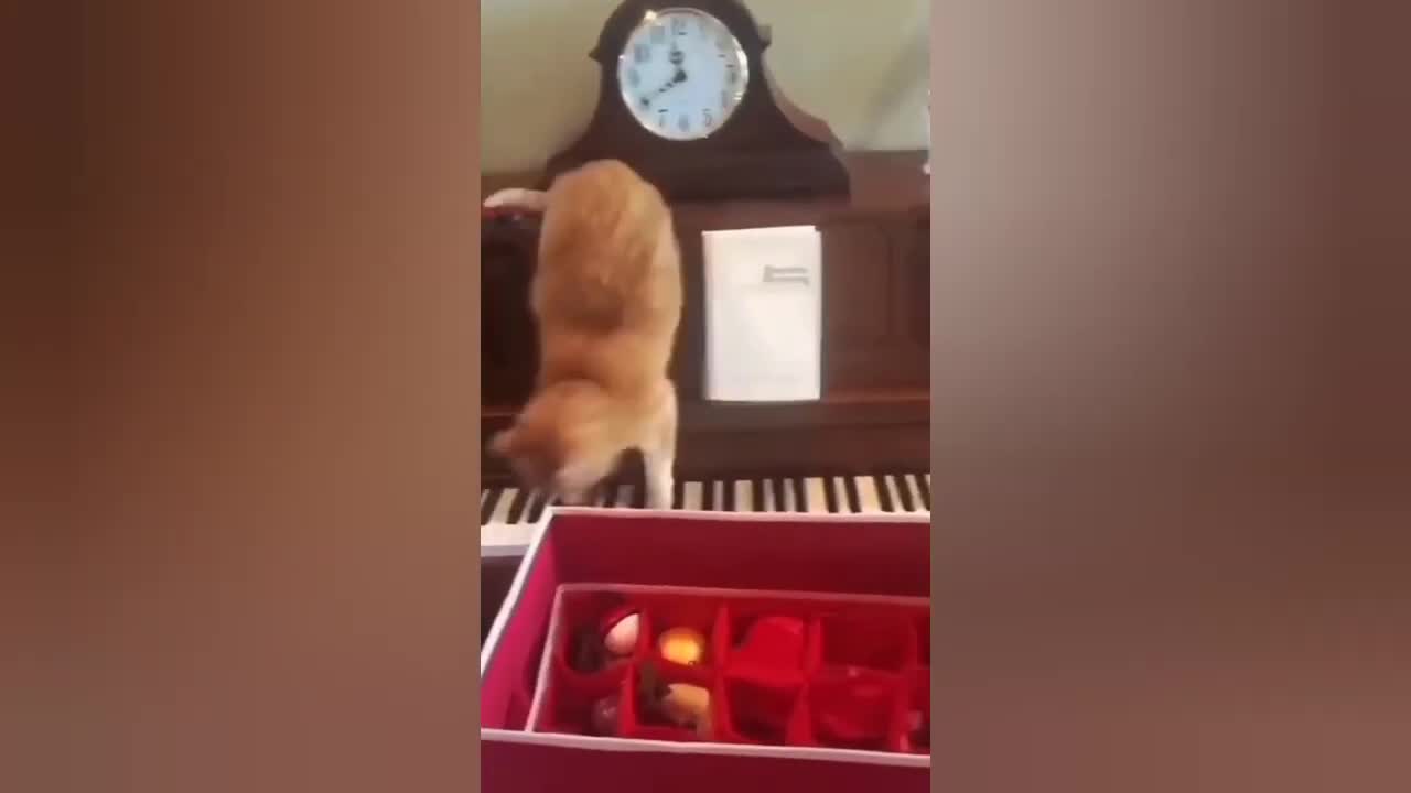 I Tried NOT To Laugh At These๐๐ Funny Cat Videos... But I Failed Miserably - Funny Pet Videos๐๐