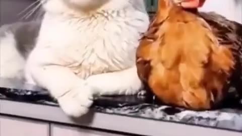 Cat Mom and Chicken Children