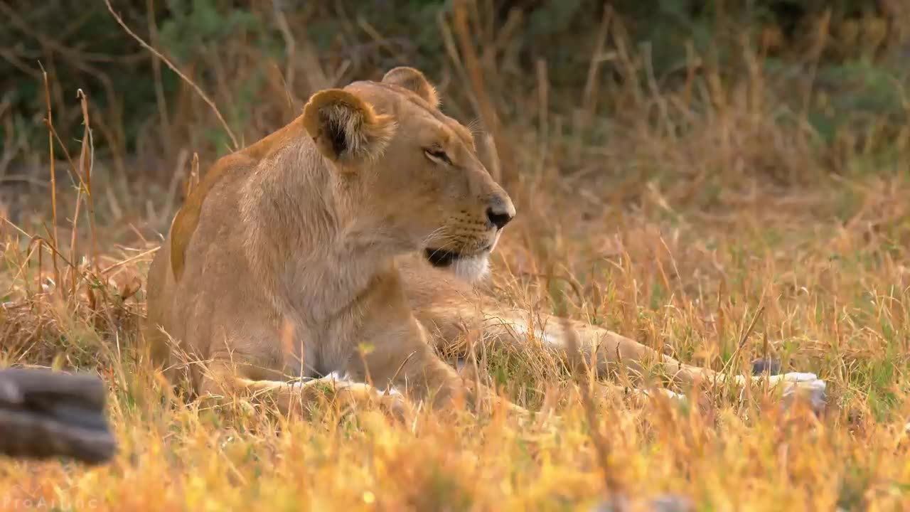 LIONS - Kings of African Wildlife