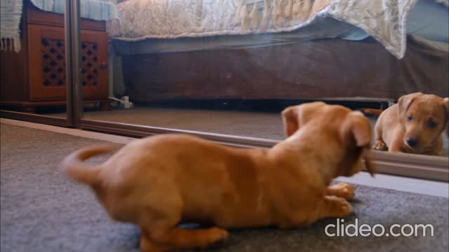 dog having fun with himself in front of the mirror