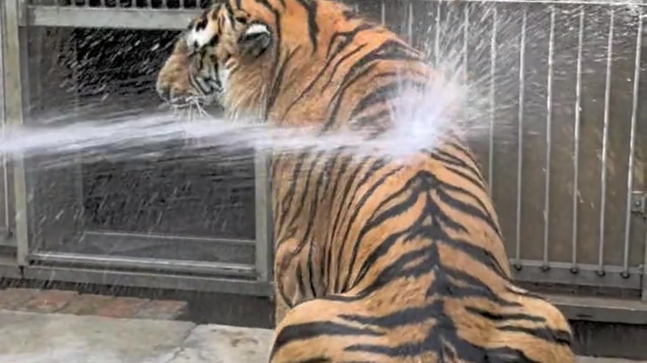 The tiger took a bath