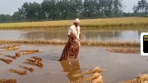 Farmer's entire crop will be damaged due to rain
