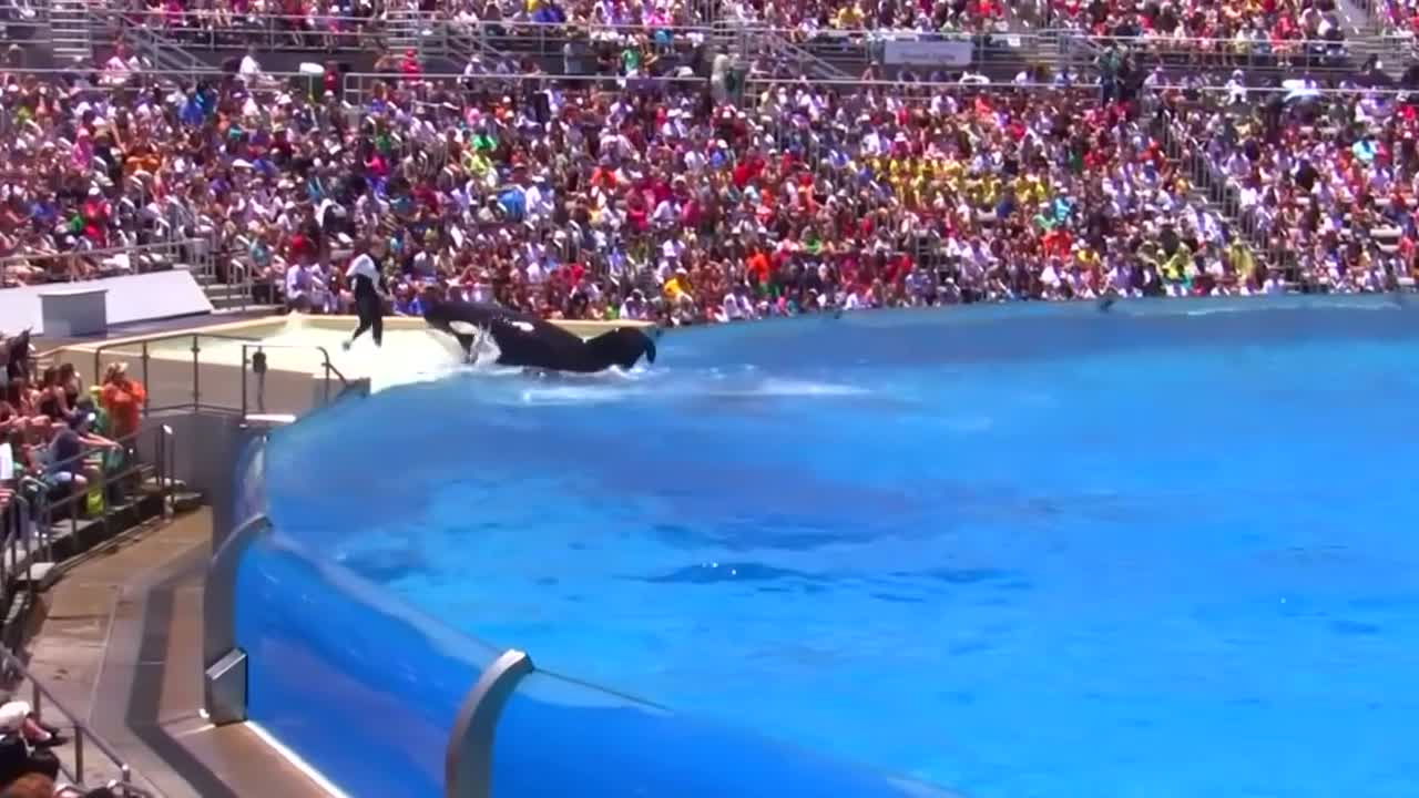 Seaworld SHAMU Killer Whale Show