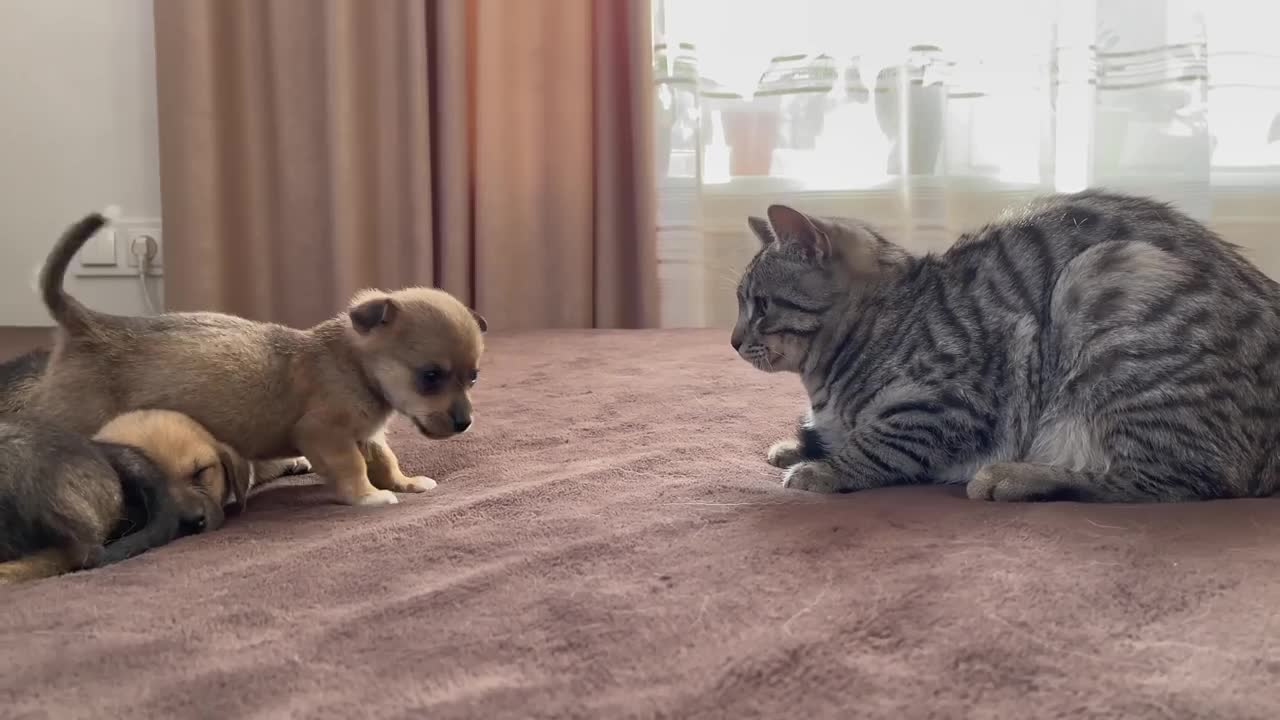 Funny Cat Reaction to Puppies [Kitty sees them for the First Time]