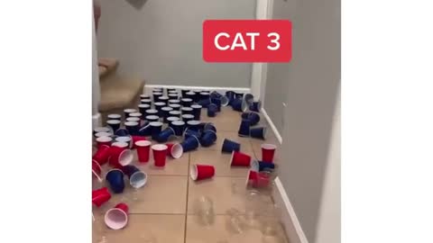 Difference between cats