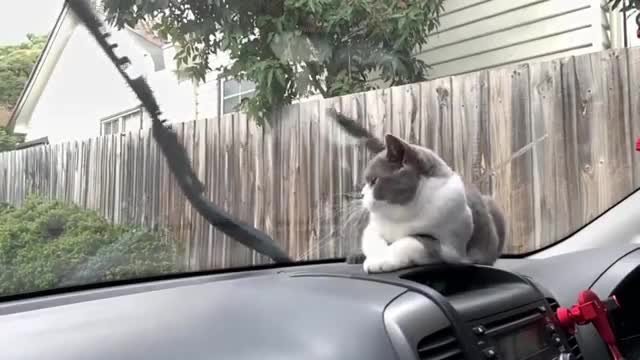 Best of the 2022 funny animals videos.