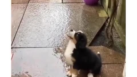 Puppy see Rain for the first time