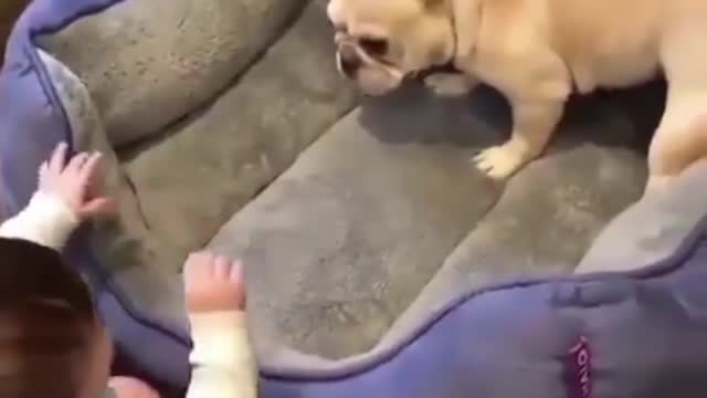 The corgi, it seems, has been thoroughly integrated into human society