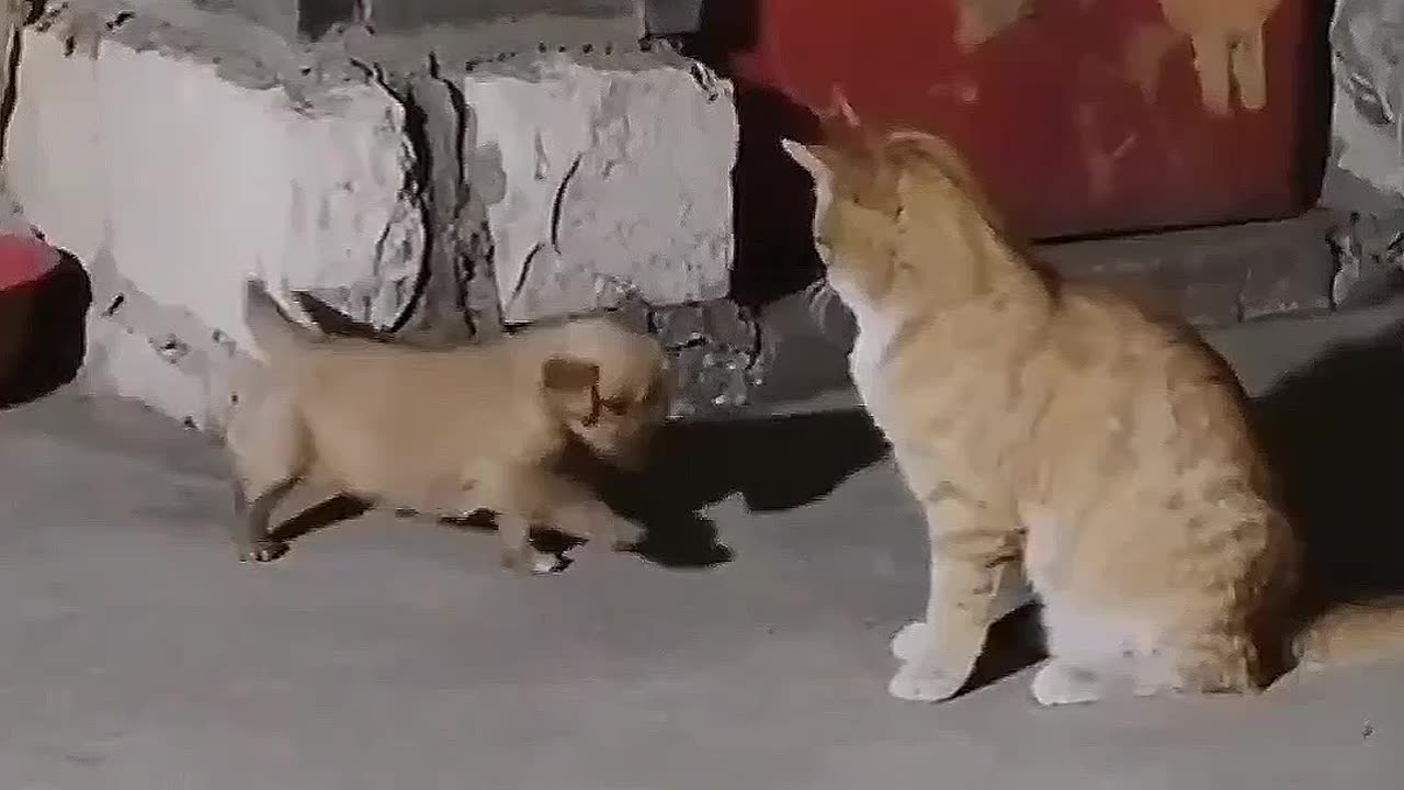 Cute animals funny video 😍🤣🐕😂🐈😍