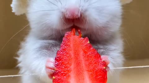 Cute Strawberry Eating