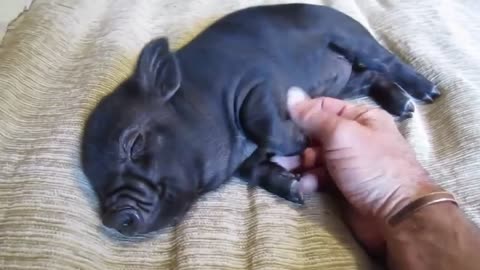 Black pig wakes up from sleep