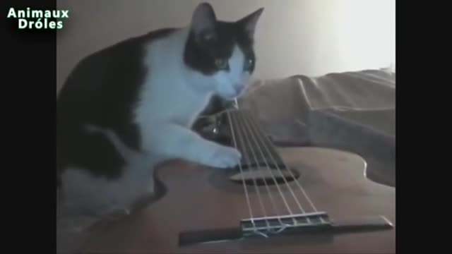 i also want to have a cat who plays guitar