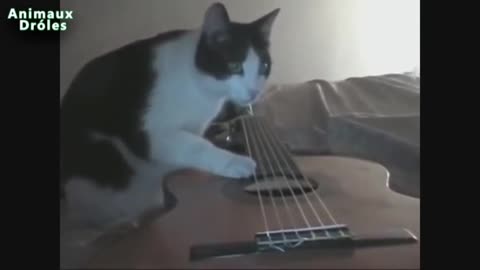 i also want to have a cat who plays guitar