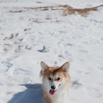 tony travelling with me in the snow mountain