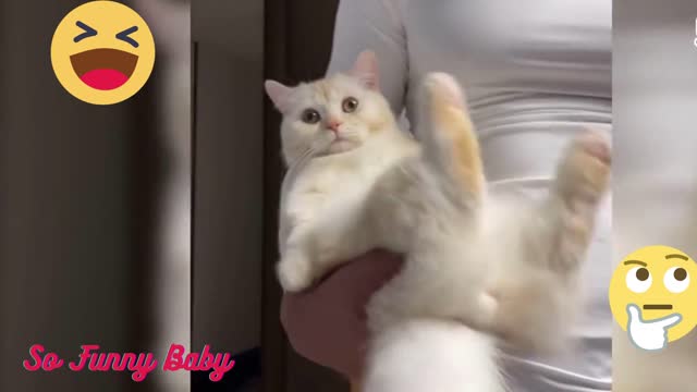 The funniest animals 2023 π Funny videos about cats and dogs πΊπΆ