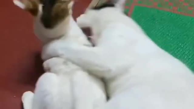 funny cat short videos |😂| part 191 |👍| Hello cats #shortvideo #shorts