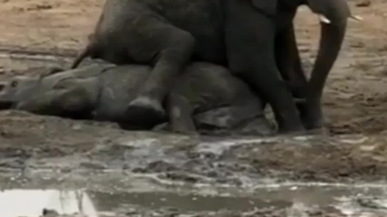 Funny animal video