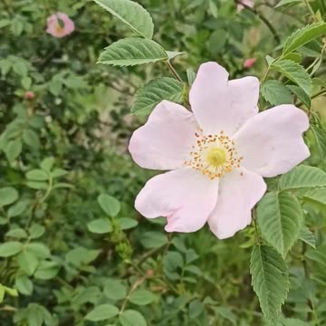 Wild roses for tea