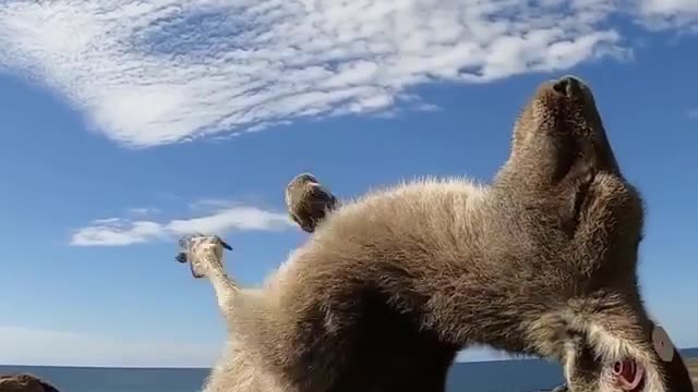 This kangaroo is loving life