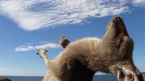 This kangaroo is loving life