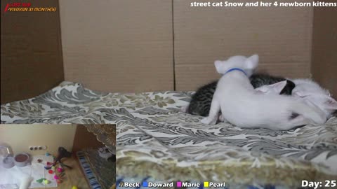 kittens live stream with street cat Snow and her 4 newborn kittens