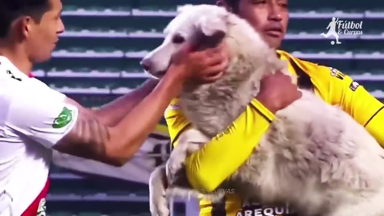 Funniest Moments With Animals On the Football Pitch