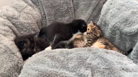 Mama Cat Reunited with Kittens After Weeks Apart