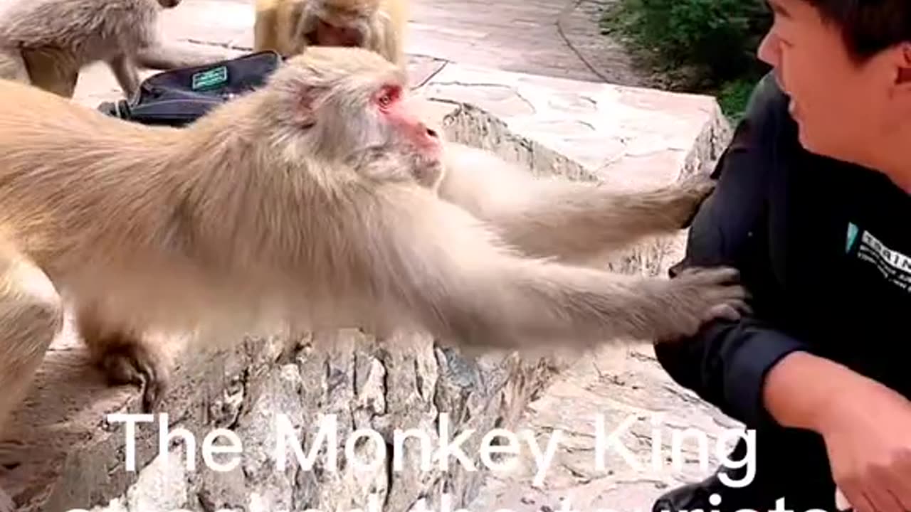 Attack on the servant who came on a tour of dangerous monkeys