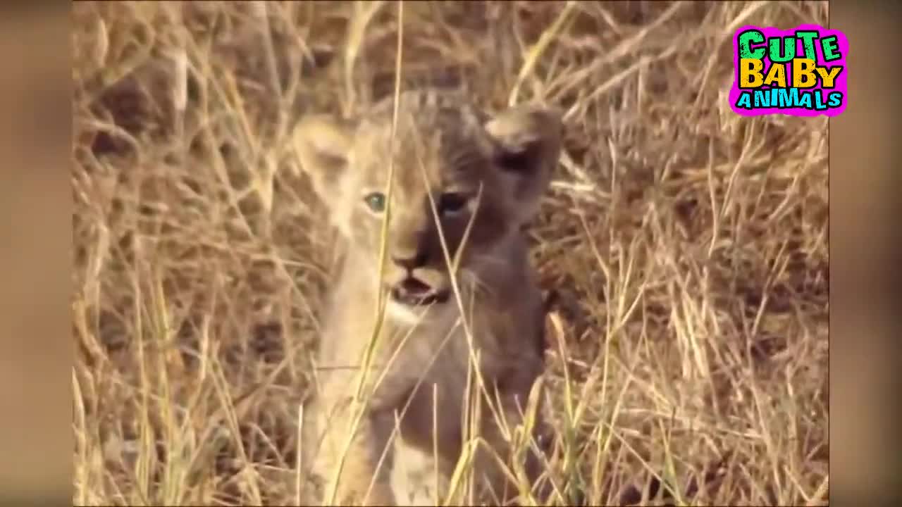 Cutest Lion Cubs Roar Telling That He is a King - Baby Lion Roaring