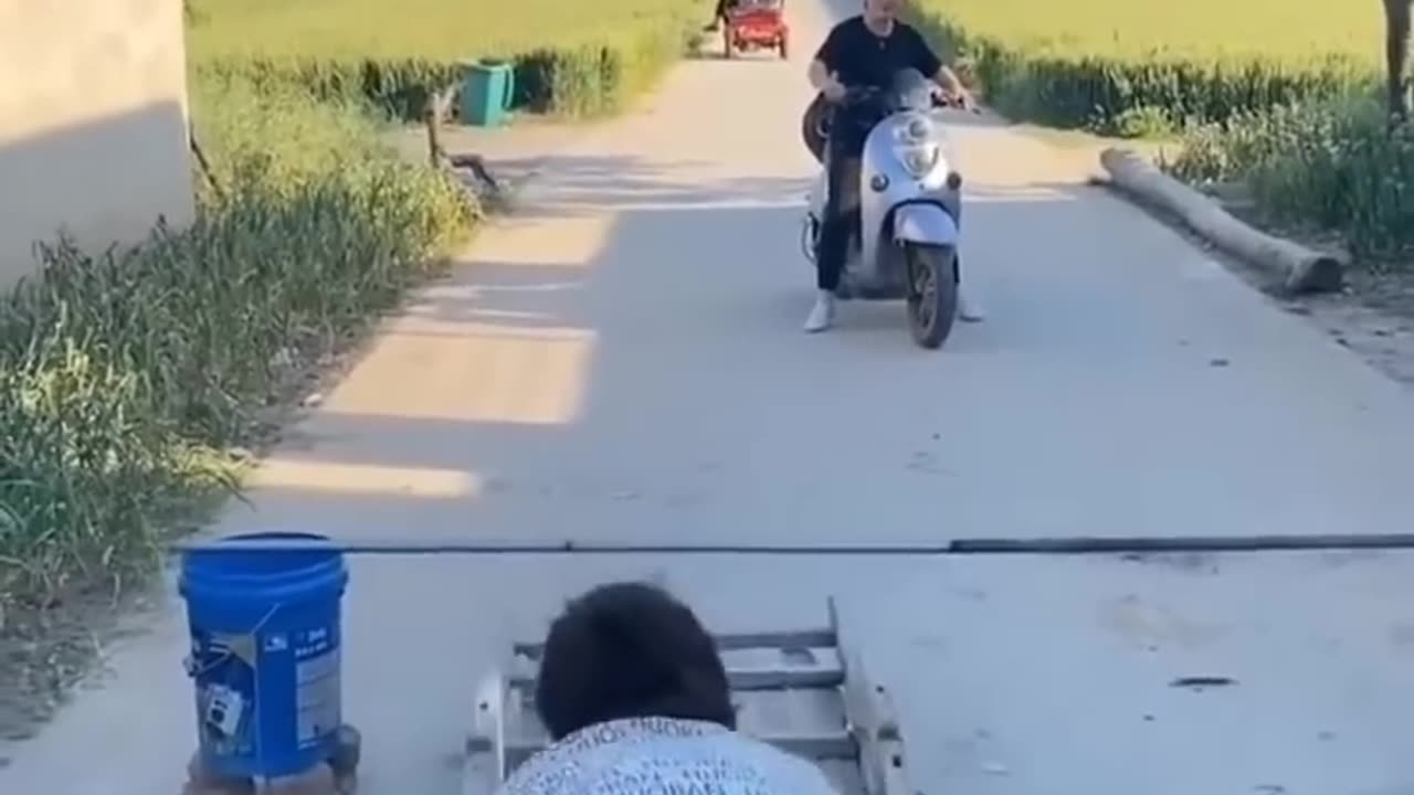 FUNNY VIDEOS COMPILATION #2