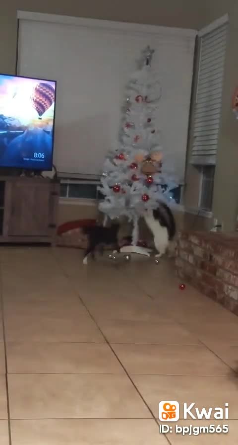 the cat arvore natal