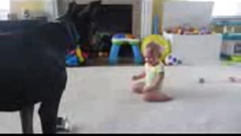 Dog playing with baby