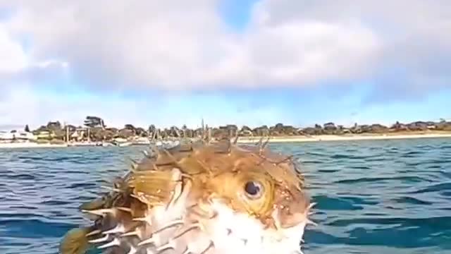 amazing puffer fish.