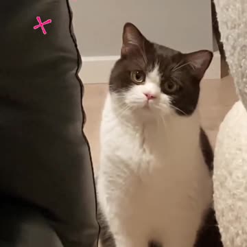 Fanny cat videos | kitty cat video | Cute cat videos | Pet Animal video | Kittycat |