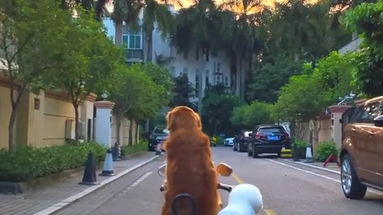 dog riding a motorcycle in the park