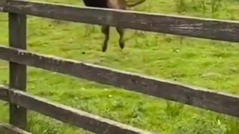 Funny animals fail