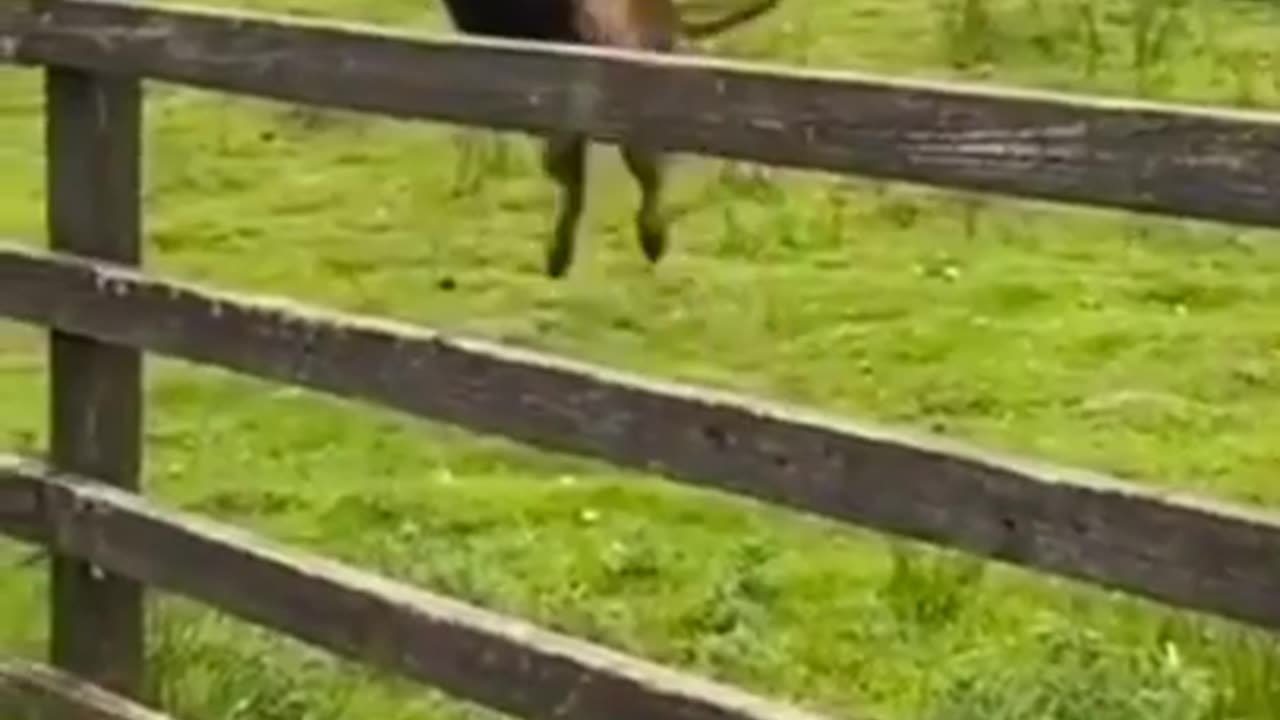 Funny animals fail