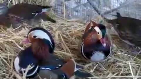 Valley and Bobwhite quails