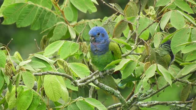 Parrot bird looks from above the tree