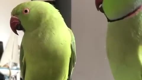 Indian parrots