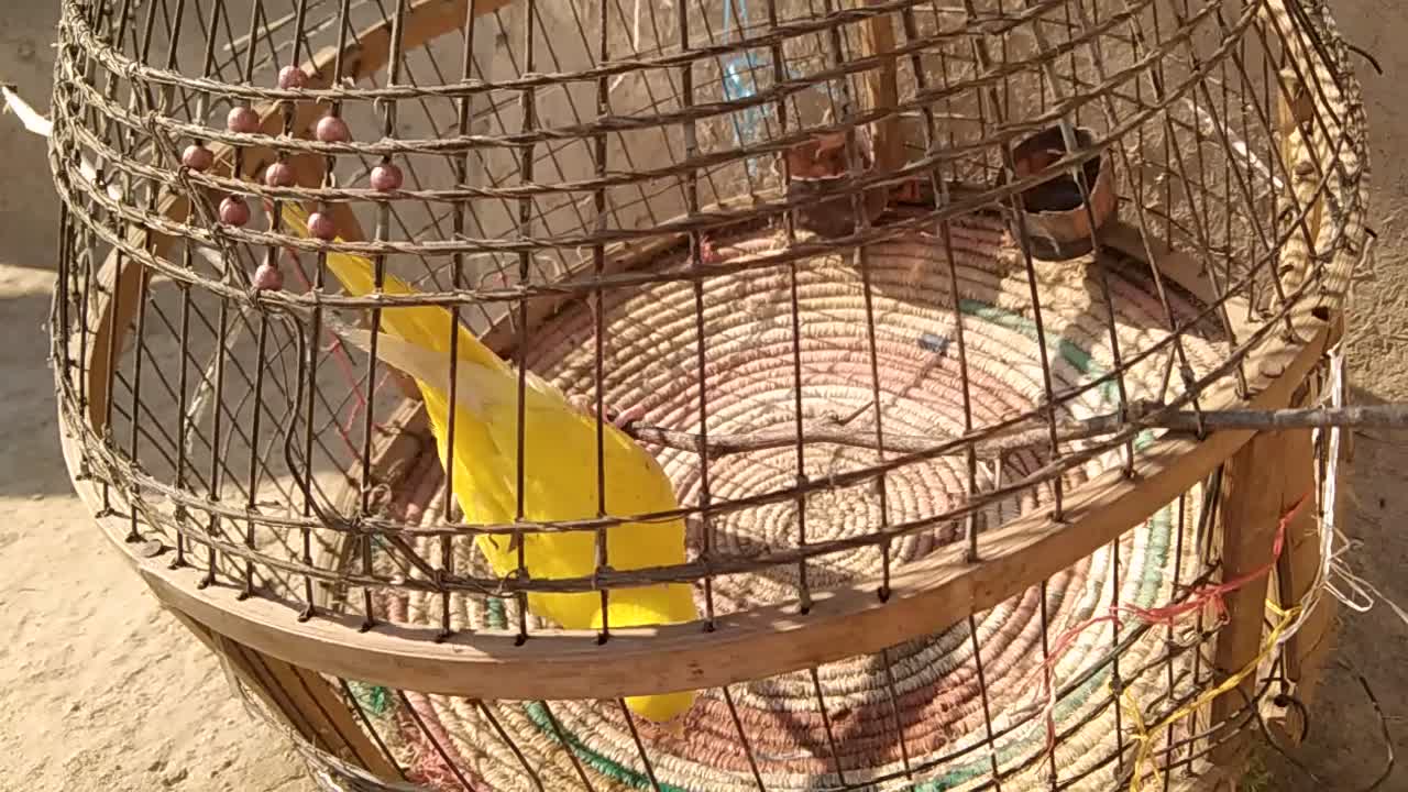 The parrot is trying to get out of the cage.